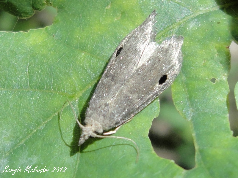 Identificazione - Paralipsa gularis, Pyralidae